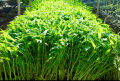 Thai Water Spinach Seeds Kang Kong Beeja කංකුං බීජ 100g. 