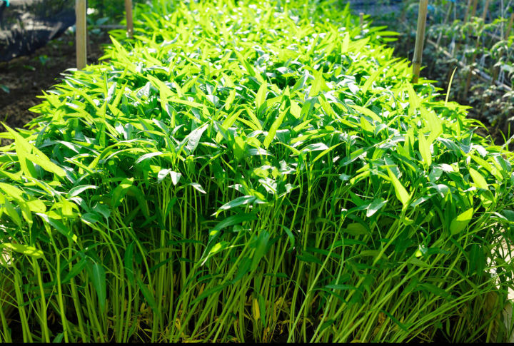 Thai%20Water%20Spinach%20Seeds%20Kang%20Kong%20Beeja%20%E0%B6%9A%E0%B6%82%E0%B6%9A%E0%B7%94%E0%B6%82%20%E0%B6%B6%E0%B7%93%E0%B6%A2%20100g%20-%20Image%205