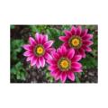 Gazania Flower Plants,Treasure Flower. 