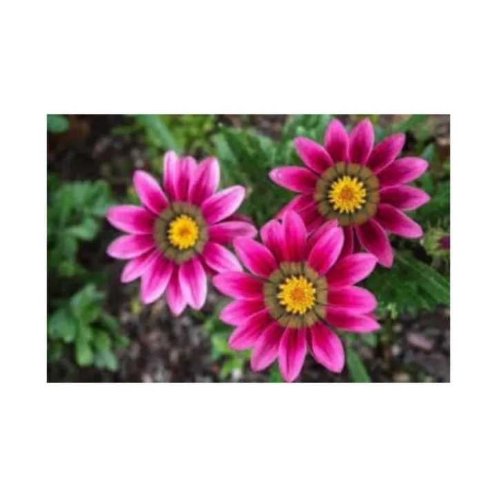 Gazania%20Flower%20Plants,Treasure%20Flower%20-%20Image%203