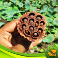 CeylonExpress - Export Quality Red Lotus Seed 10 PCs For Potted Planting Best Hybrid Bonsai Vegetable and Flower Seeds For Home Gardening. 
