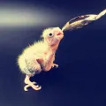 5Pc Baby Bird Pointed Feeding Spoon Stainless Steel Milk  Parrot Feeder. 
