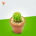 Cactalust - Green Torch Cactus- Natural Cactus Plant Gifts- Home Décor & Wellness. 