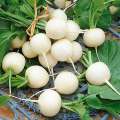 Radish Seeds, Raabu Japan Bola Beeja, 2g. 