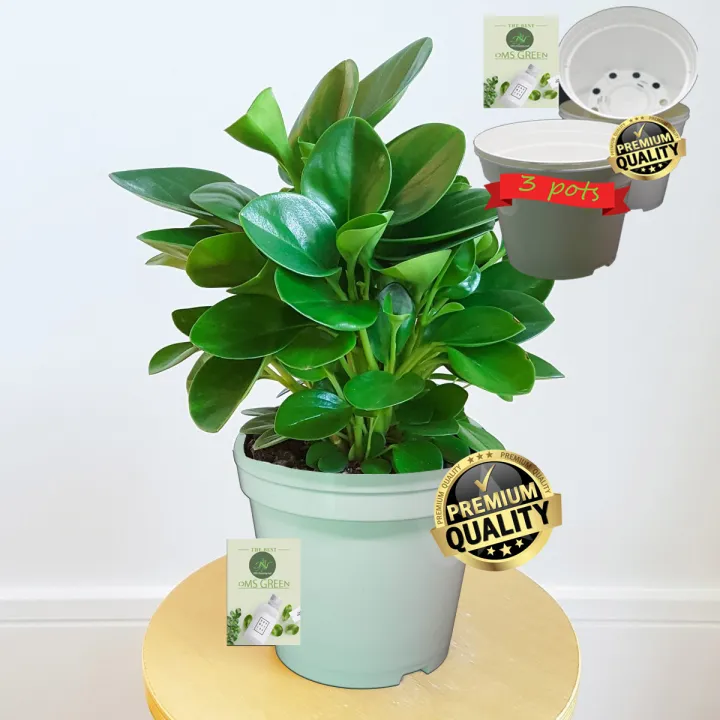 Pots%20Flower%20Pots%203%20white%20color%20Pots%20-%20Image%203