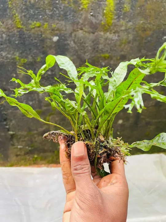 Windelov%20fern%20small%20size%7Clow%20tech%20%7C%20low%20maintain%20%7C%20low%20light%20-%20Image%204