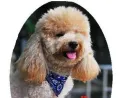 Universal Adjustable Pet Triangle Bandana Scarf Collar Neckerchief(Random Color). 