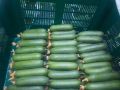Hybrid F1 Bona Fide Green Cucumber Seeds Home Garden Vegetable Plant 10 Seeds. 
