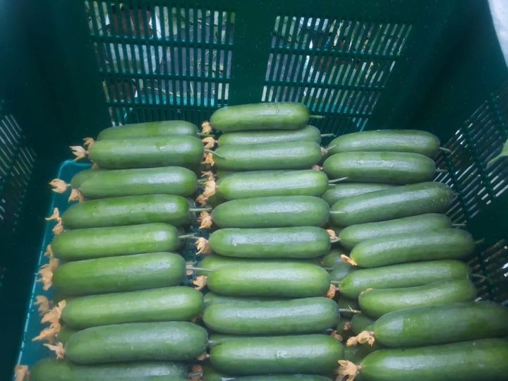 Hybrid%20F1%20Bona%20Fide%20Green%20Cucumber%20Seeds%20Home%20Garden%20Vegetable%20Plant%2010%20Seeds%20-%20Image%205