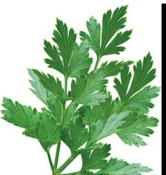 Pasley%20Seeds%20For%20Home%20Garden%20-%20Image%204