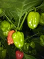 Big hot pepper chilli / Loku nai miris. 