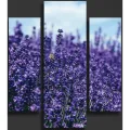 Three (3)Pieces Modern HD Printed Home Decor Wall Art Framed  -  Lavender Fields. 