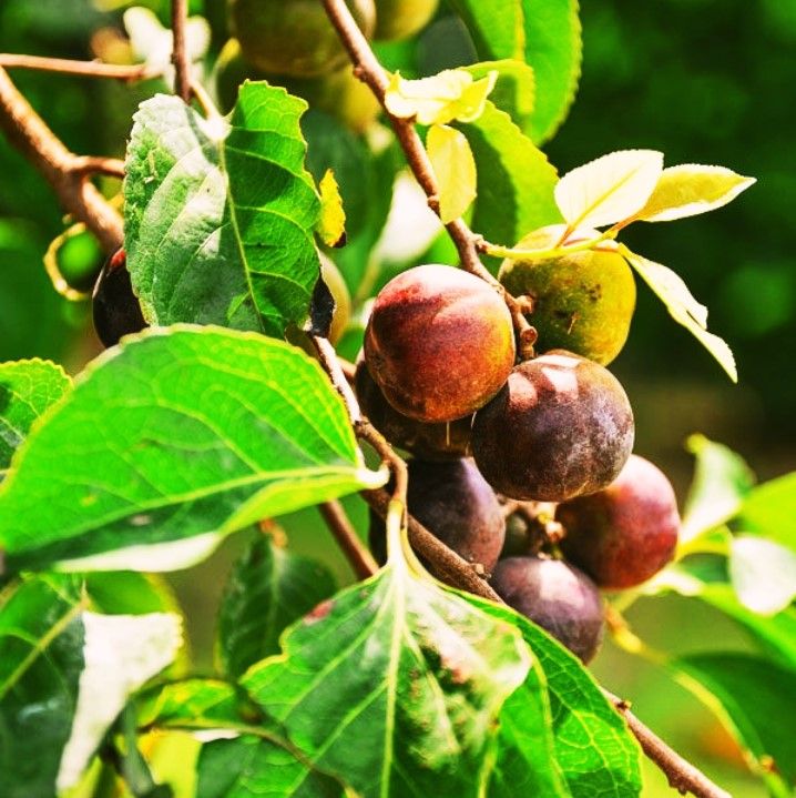 bankok ugurassa plant /large plant/ බැංක‍ොක් උගුරැස්ස  /Governor;s plum/ugurassa  plant