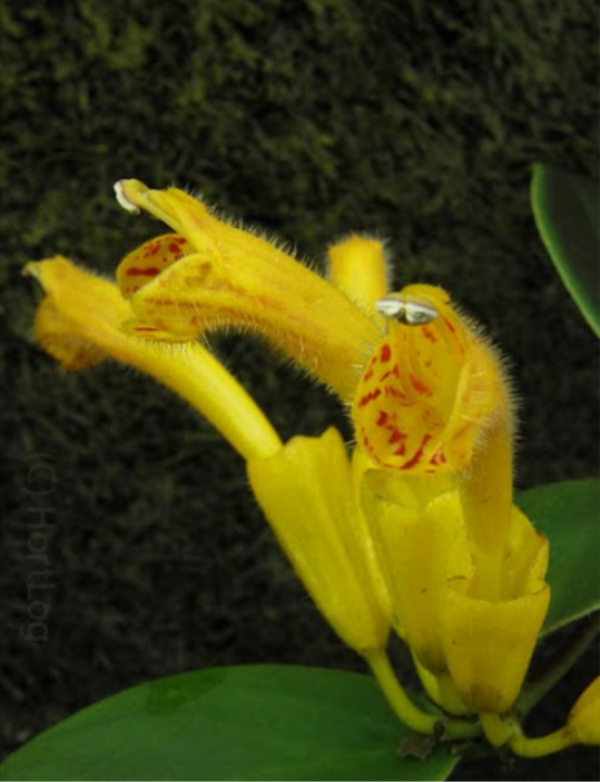 Yellow%20lipstick%20plant%20hanging%20plant%20-%20Image%205