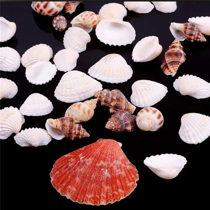 100g%20Beach%20Mixed%20SeaShells%20Mix%20Sea%20Shells%20Shell%20Craft%20SeaShells%20Aquarium%20Decor%20-%20Image%203