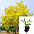 Golden Shower Plant. 
