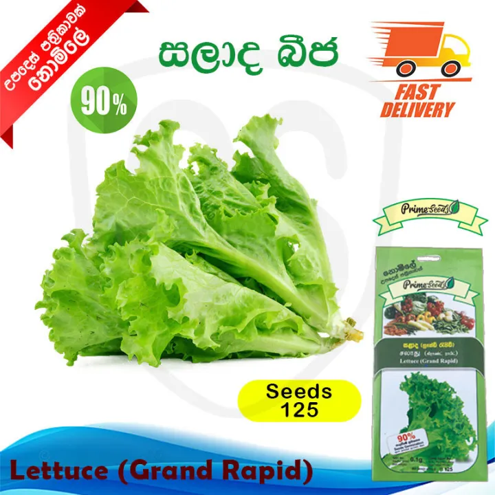 Salad%20Leaves%20Seeds%20Lettuce%20Gardening%20Agriculture%20Home%20seed%20Vegetable%2090%25%20Germination%20-%20Image%202