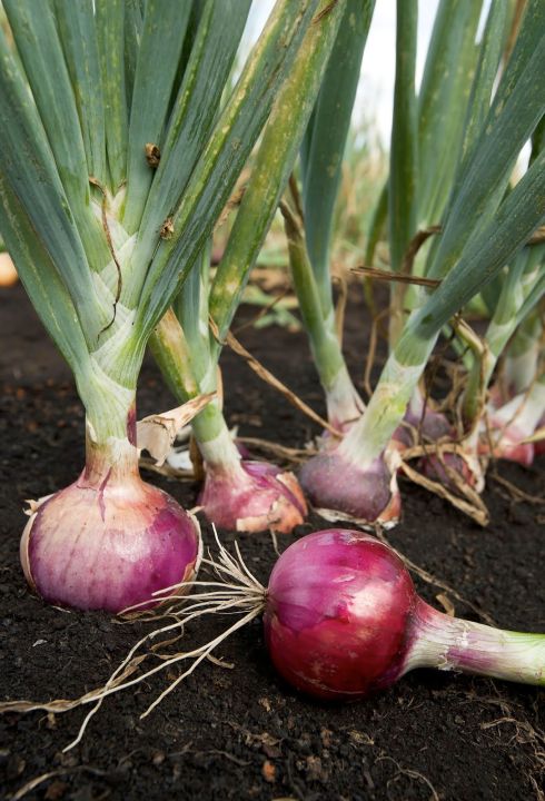 Imported%20Onion%20Seeds%20%E0%B6%BD%E0%B7%9C%E0%B6%9A%E0%B7%94%20%E0%B6%BD%E0%B7%96%E0%B6%B1%E0%B7%94%20%E0%B6%B6%E0%B7%93%E0%B6%A2%20Home%20Gardening%20Agriculture%201g%20-%20Image%206
