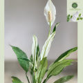 Peace Lilies - Live Plant, Indoor Plant. 