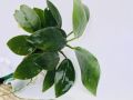 Anubias Nana/Medium size/Live aquatic plant/real plant/Aquascaping/Tank decoration. 