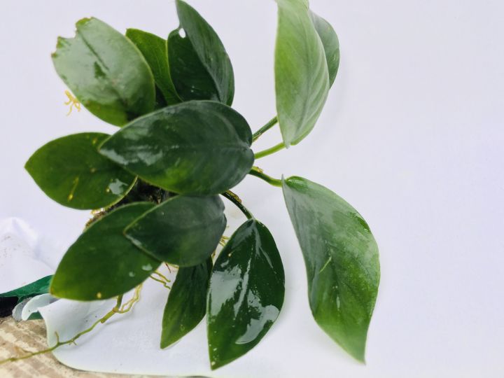 Anubias%20Nana/Medium%20size/Live%20aquatic%20plant/real%20plant/Aquascaping/Tank%20decoration%20-%20Image%208