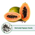 Red Lady Papaya 10 Seeds - High Quality Seeds. 