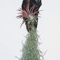 Air Plant- Spanish Moss -Tillandsia Usneoides Aka. 