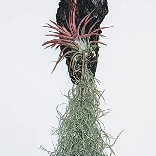 Air%20Plant-%20Spanish%20Moss%20-Tillandsia%20Usneoides%20Aka%20-%20Image%207