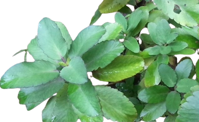 Akkapana 20 fresh leaves for home remedies