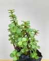 Jade Plant ( feng shui plant / money plant ). 