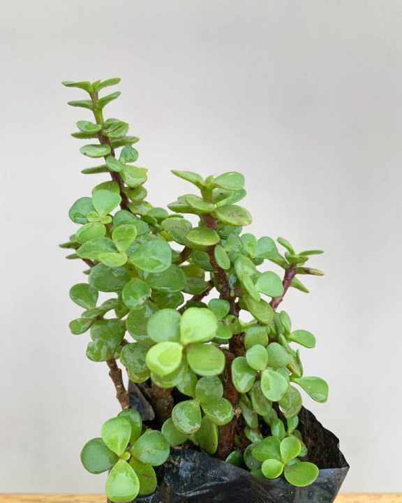 Jade%20Plant%20(%20feng%20shui%20plant%20/%20money%20plant%20)%20-%20Image%202