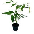 Ehela Plant ( golden Shower plant). 
