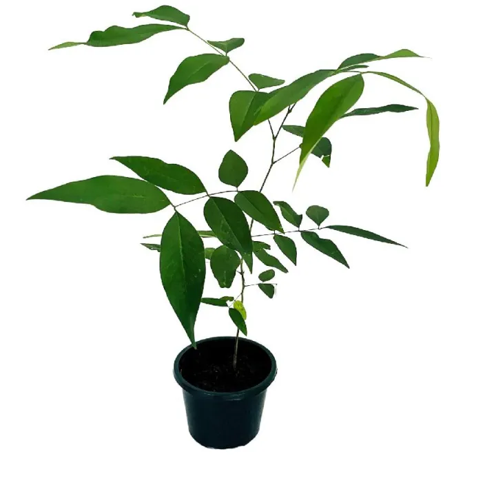 Ehela%20Plant%20(%20golden%20Shower%20plant)%20-%20Image%205