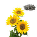 Sunflower Seeds සූරියකාන්ත බීජ 3g for Home Gardening. 