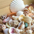 100g Beach Mixed SeaShells Mix Sea Shells Shell Craft SeaShells Aquarium Decor. 