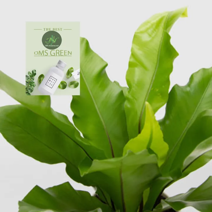 The%20Bird's%20Nest%20Fern/%20Asplenium%20nidus%20plant%20with%20black%20pot%20-%20Image%206