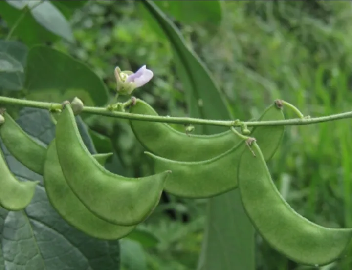 Halmasso%20Dambala%20/%20Pothu%20Dambala%20Seeds%20-%20Image%204