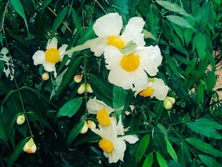 Iron wood plant ( නා පැල )