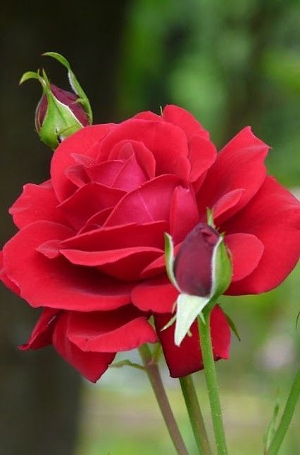 Rose Flower Plant