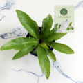 The Bird's Nest Fern/ Asplenium nidus plant with black pot. 