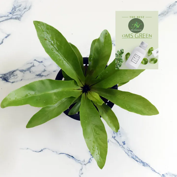 The%20Bird's%20Nest%20Fern/%20Asplenium%20nidus%20plant%20with%20black%20pot%20-%20Image%209