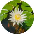 Natural Bangkok Water Lily Plants With Flowers Flower Manel  Plant Natural. 