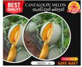 Cantaloupe melon  seeds - 10. 