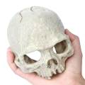 Verisimilar Artificial Human Skull Aquarium Ornament Play Room for Fish. 