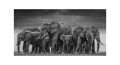 Wall prints and peninsula wildlife elephant black African canvas painting Scandinavian Cuadros living room art painting. 
