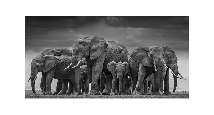 Wall%20prints%20and%20peninsula%20wildlife%20elephant%20black%20African%20canvas%20painting%20Scandinavian%20Cuadros%20living%20room%20art%20painting%20-%20Image%207