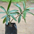 Kubuk Plant. 
