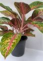 Natural Home Decoration Plants for Indoor and Outdoor No.5. 
