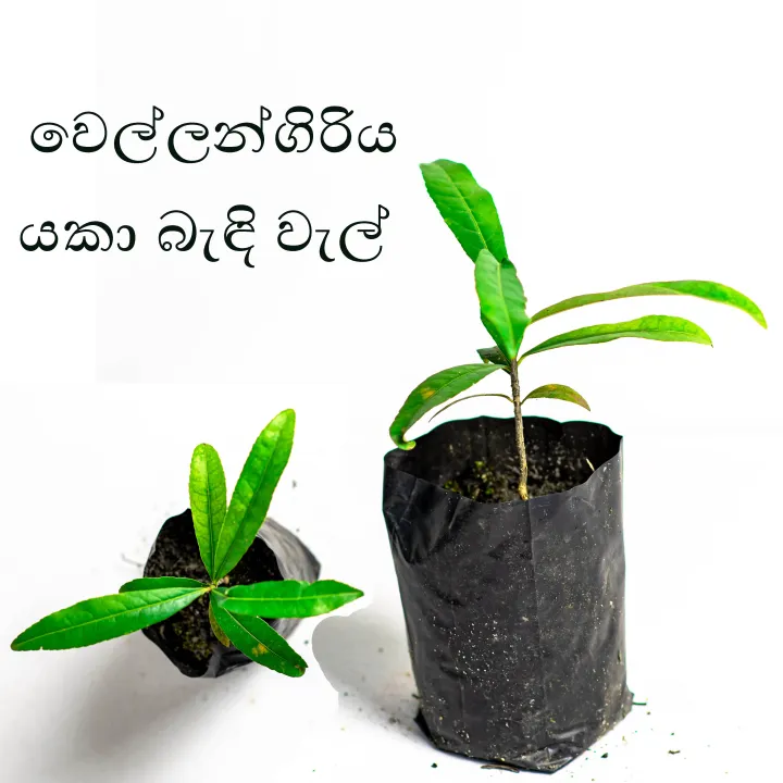 Yaka bendi wel (යකා බැඳි වැල් ) Wellangiriya (වෙල්ලන්ගිරිය) medical ...