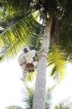 Coconut tree climbing tool (Tree rider). 